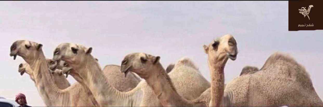 تميم المهيدب's banner