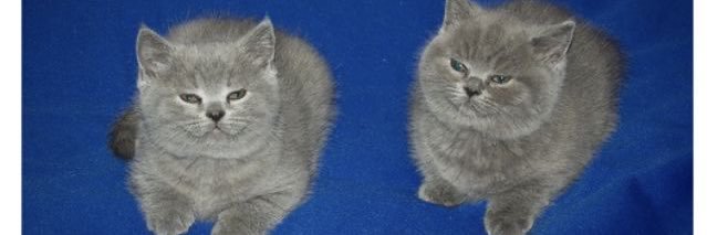 Miau's banner