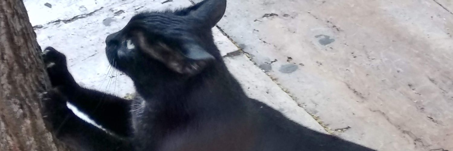 Η γατα μου η μπανιστιρτζου 😷's banner