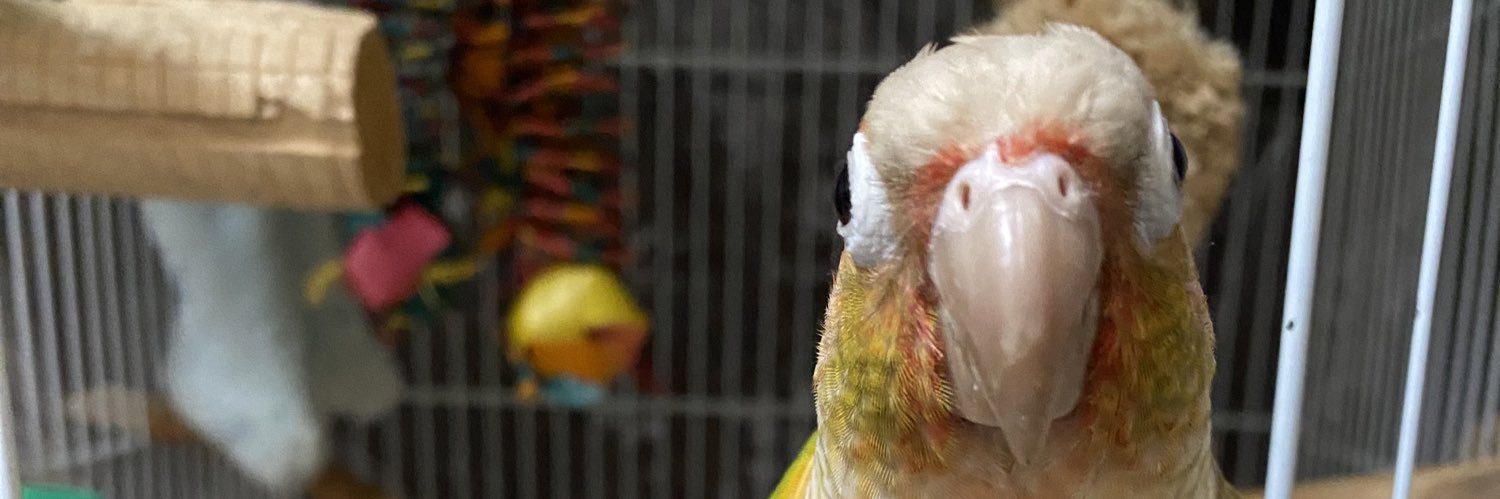 すみこ🐥's banner