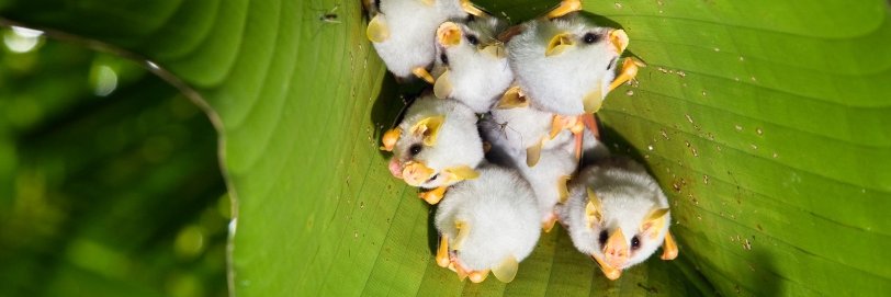 Bat Conservation International's banner