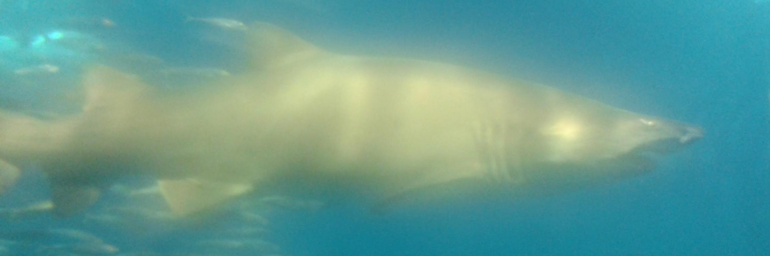 MeteoCádiz's banner