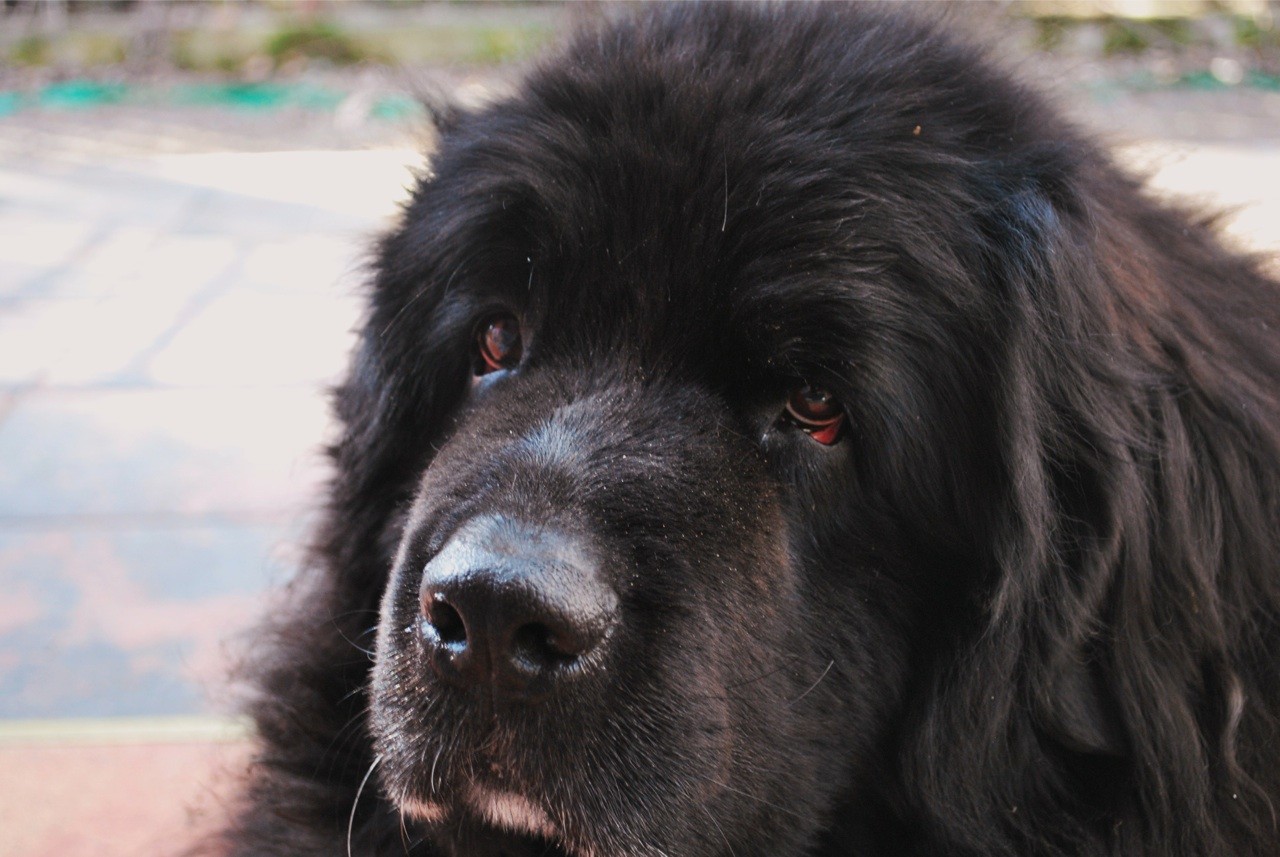 Tomek Niewęgłowski's banner