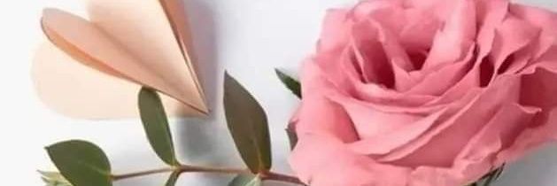 Fernanda's banner