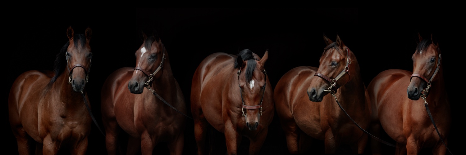 Haras de Saint Pair's banner