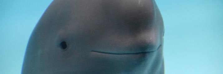 ege's banner