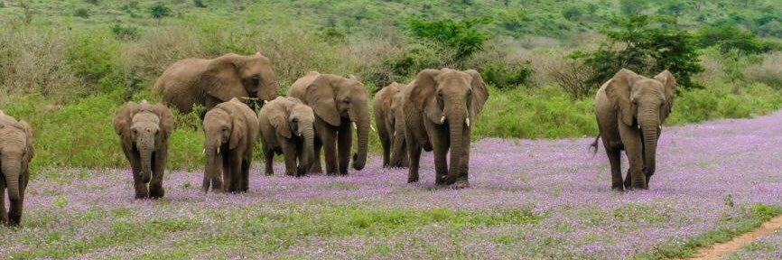 THULA THULA's banner