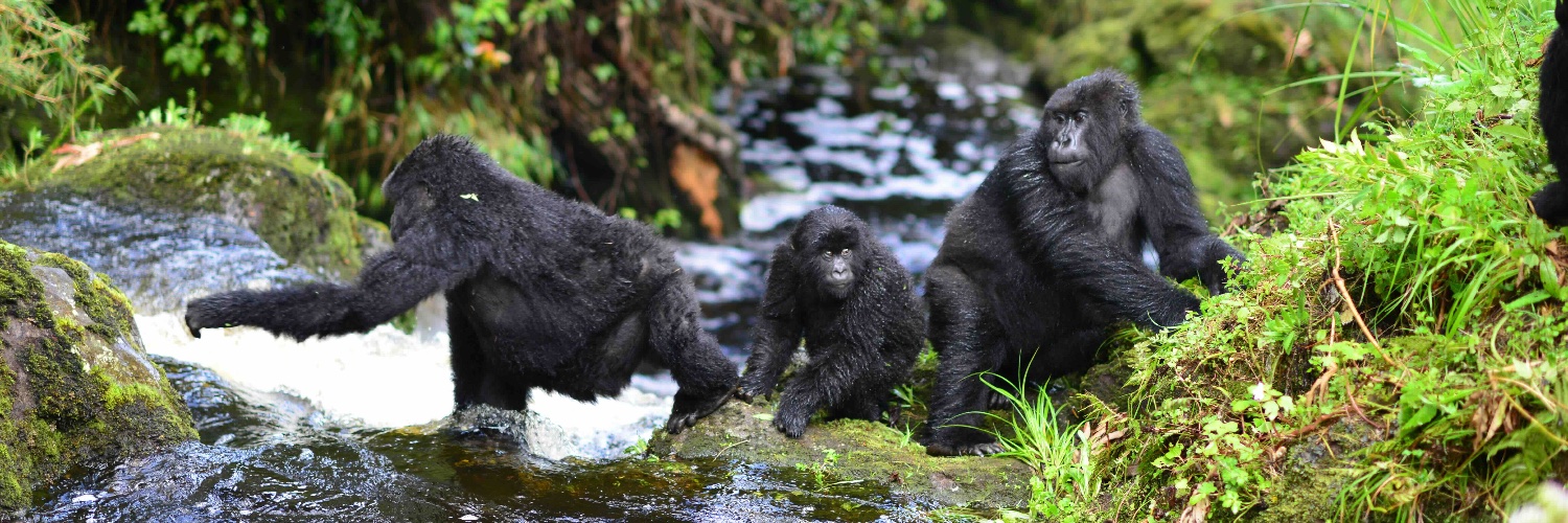 Dian Fossey Gorilla Fund's banner