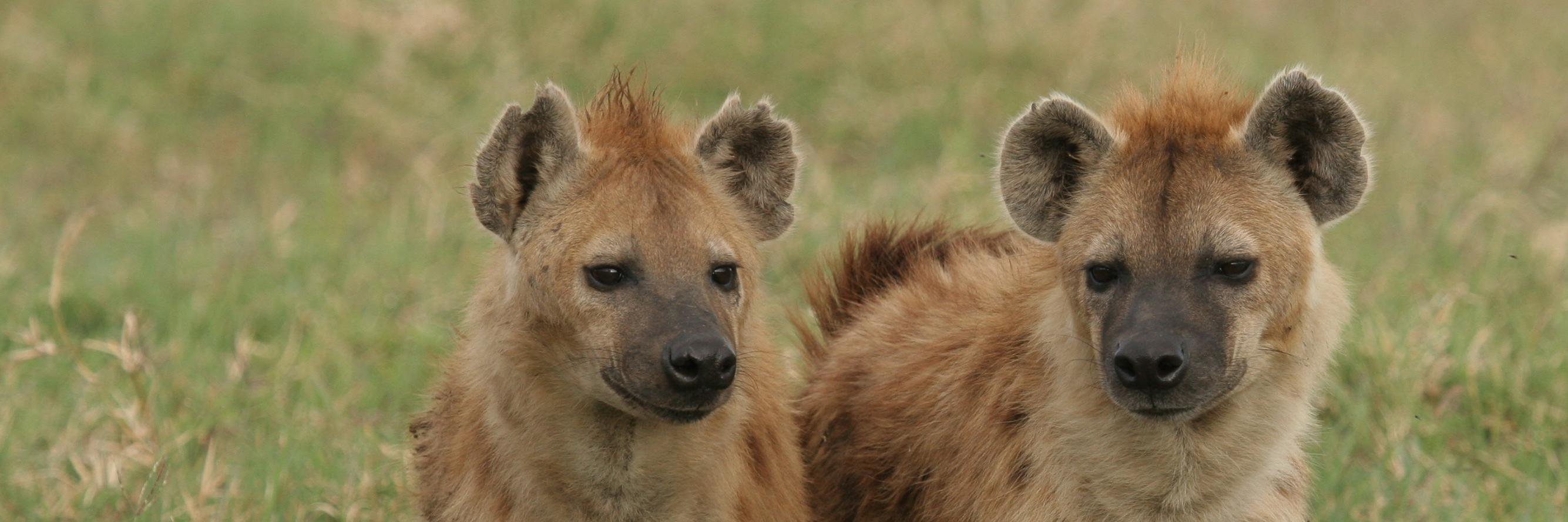 Hyena Project 🐾's banner