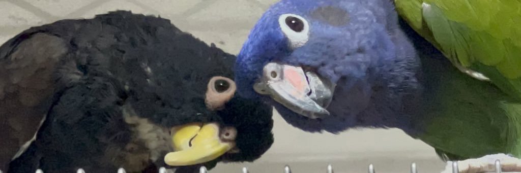 まるこ's banner