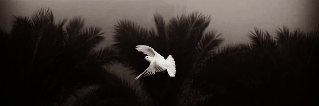 د. خالد الجارالله's banner
