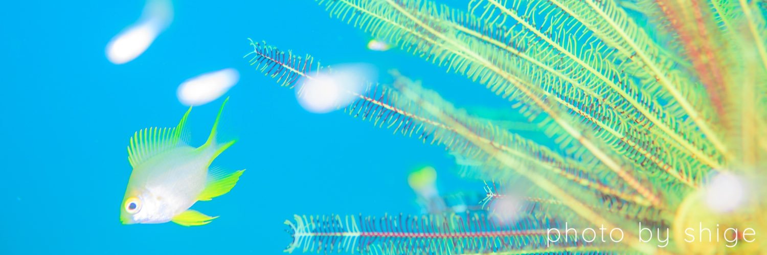 茂野 優太 🐳海のカメラマン's banner