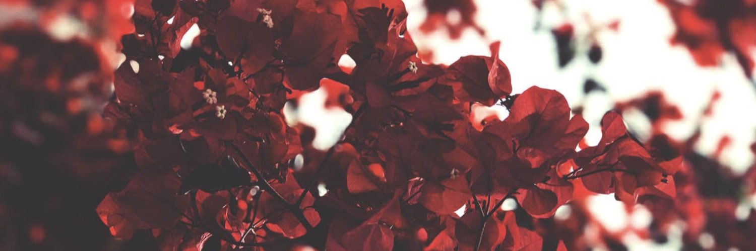 Daniela Ruiz-Tagle's banner