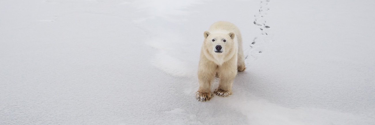 Polar Bears International's banner