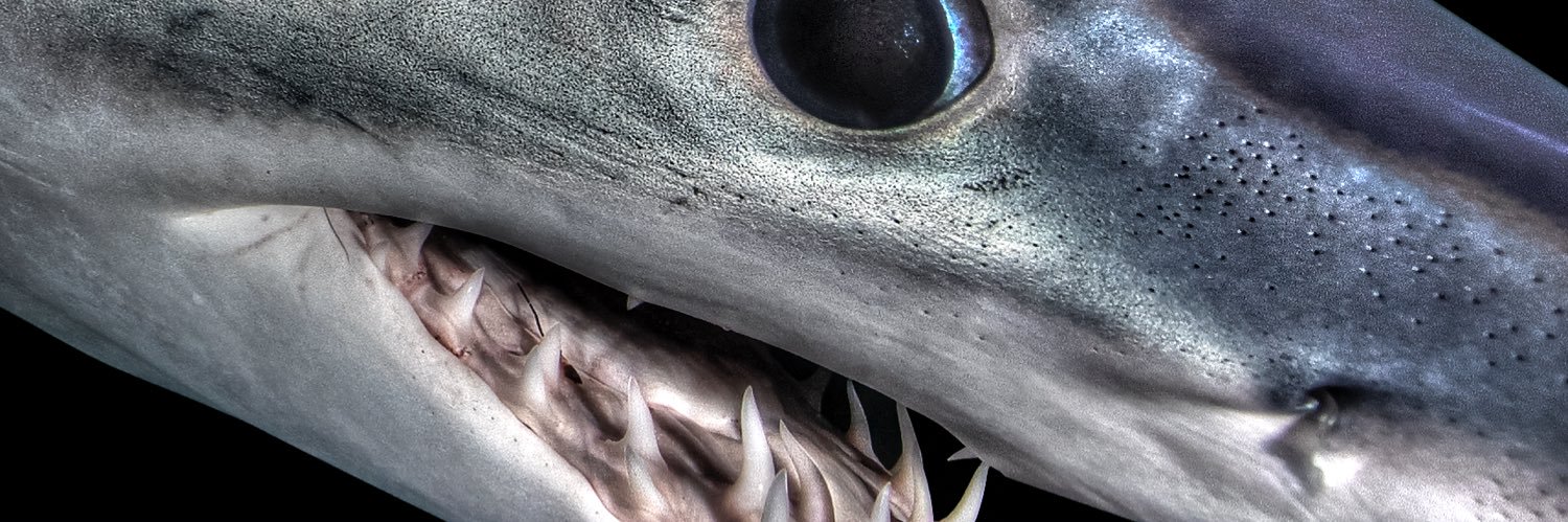 JoeRomeiro333's banner