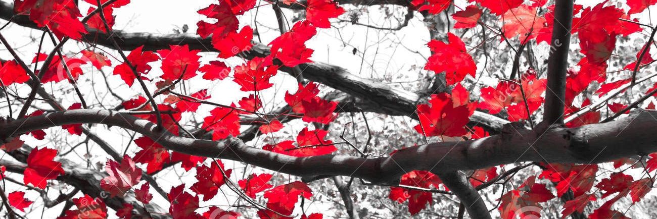 🔻Rio Slade 🔻's banner