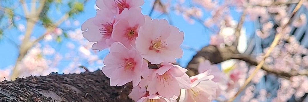 𝓐𝓵𝓮𝓳𝓪𝓷𝓭𝓻𝓪 🌸's banner