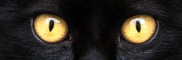 Schwarze Katze 🖤's banner