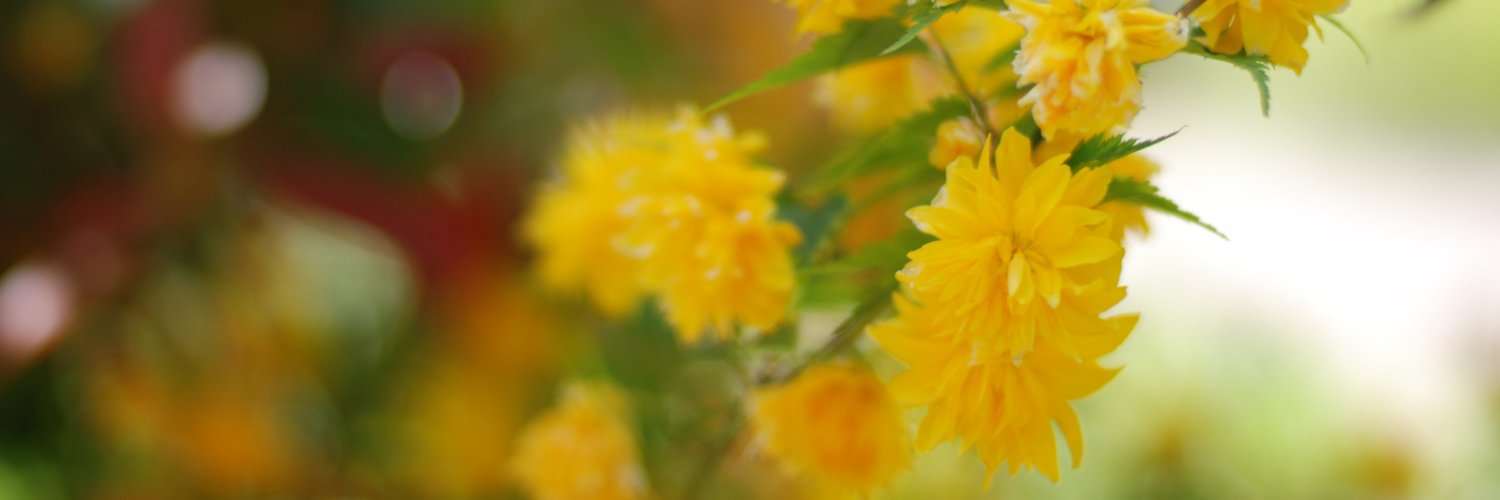 倉先 / kurasaki's banner