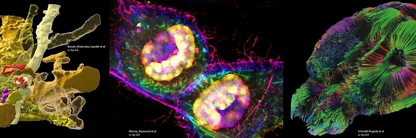 Biomedical Picture of the Day BPoD's banner