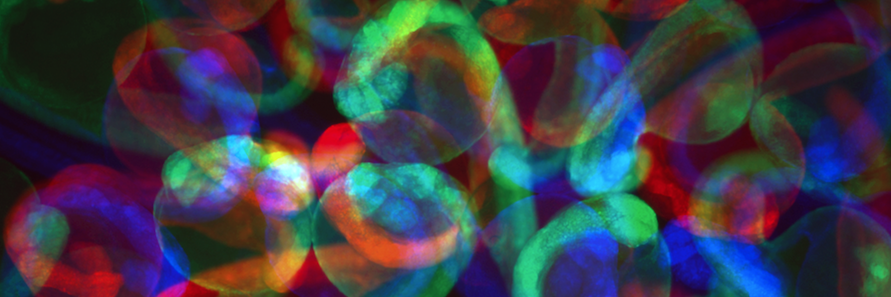 Giraldez Lab's banner
