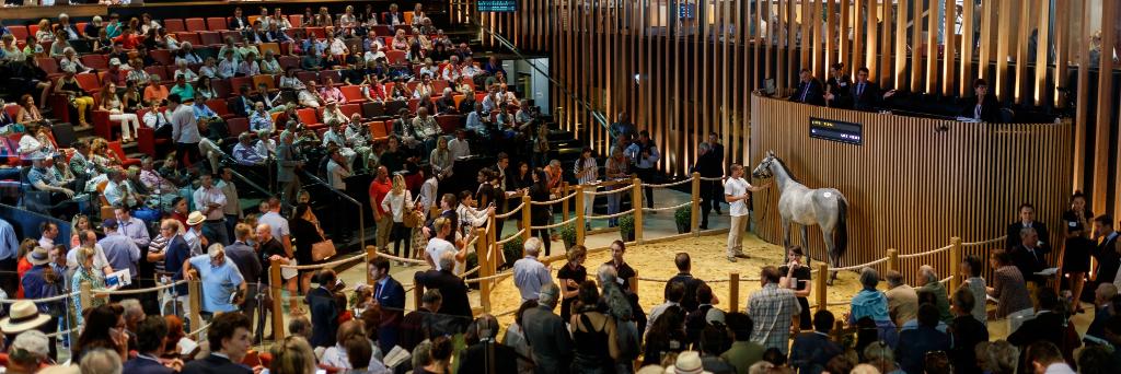 ARQANA's banner