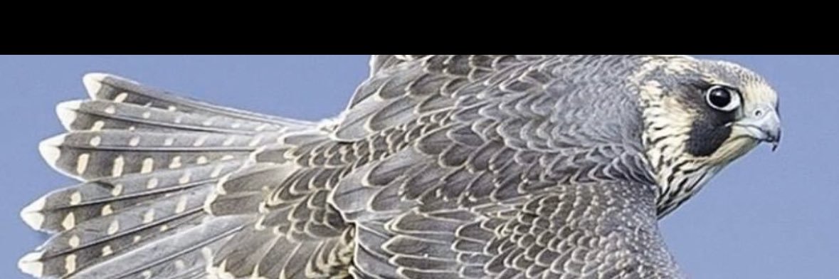 🇰🇼 نواف المقطي ( بوخالد ) 🇰🇼's banner