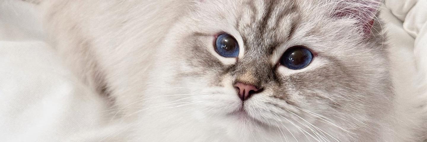 ₊🐾₊⁺Himeking🐈‍⬛‧₊♡̷'s banner