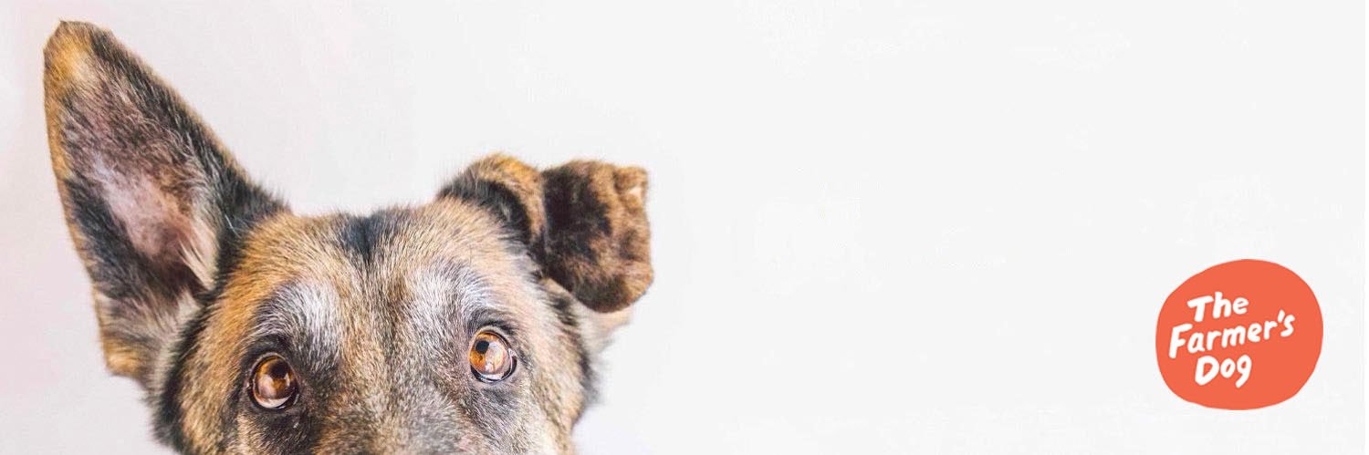 WeRateDogs's banner
