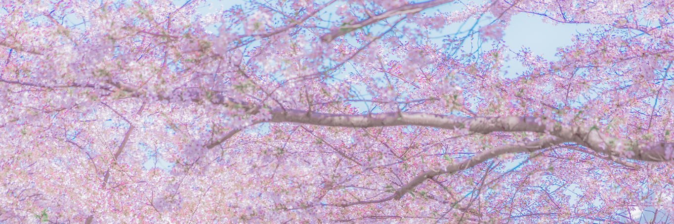 𝒮𝓊𝓀𝒾's banner