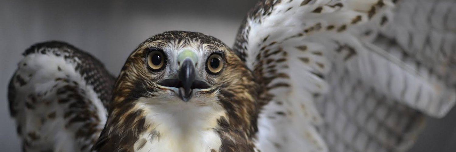 Wild Bird Fund's banner