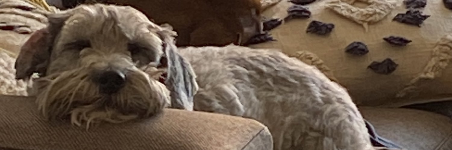 Caro Eltit's banner