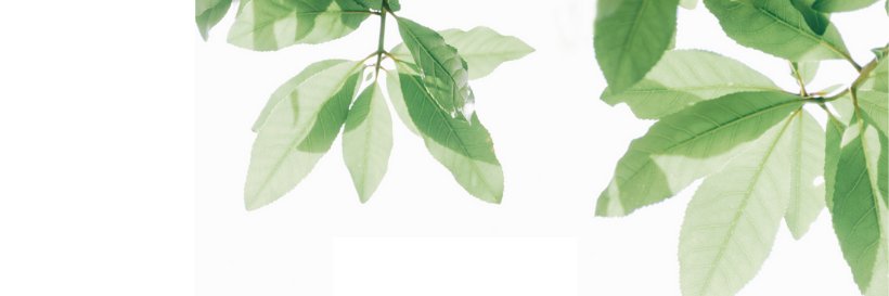 Natalia Pettinari's banner