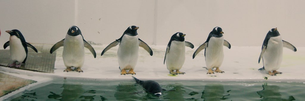 ペンギンに埋もれたい's banner