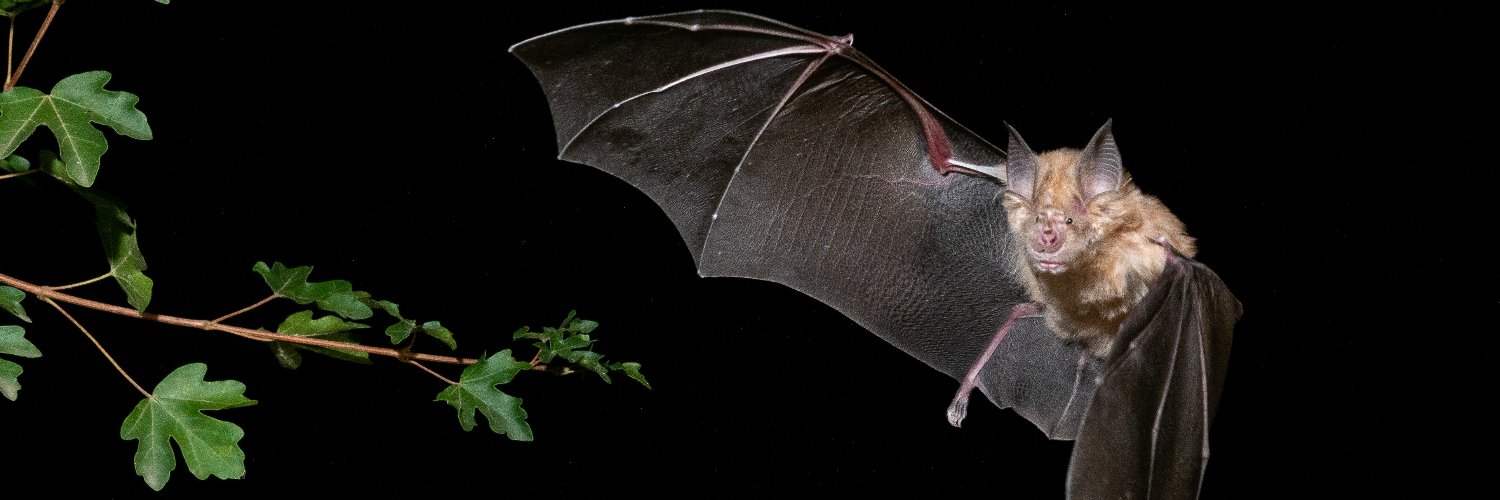 Laura Torrent 🦇's banner