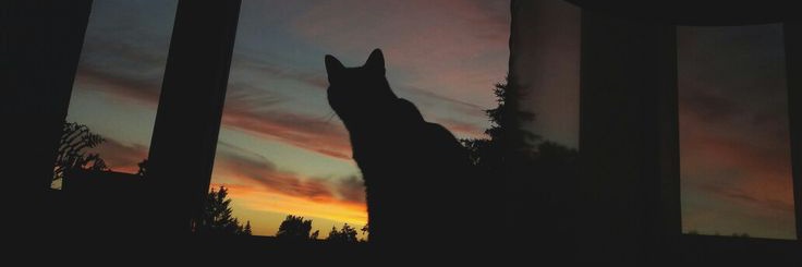 Ninaᴥ's banner