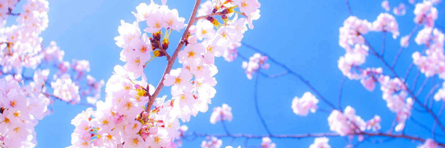 桜ころみん's banner
