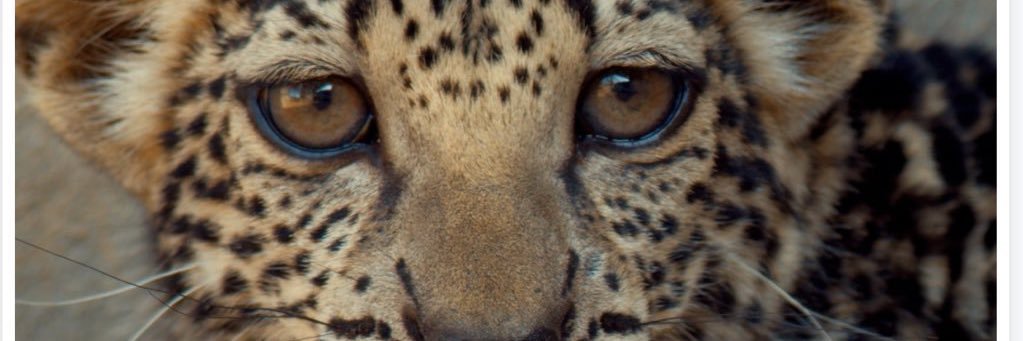 أميمة الخميس's banner