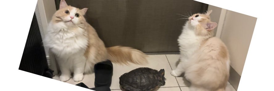 もりしまりお🐢🐈🐈's banner