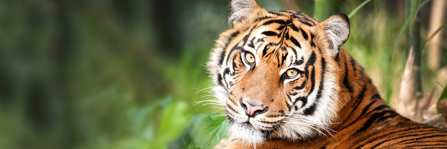 ALDF's banner