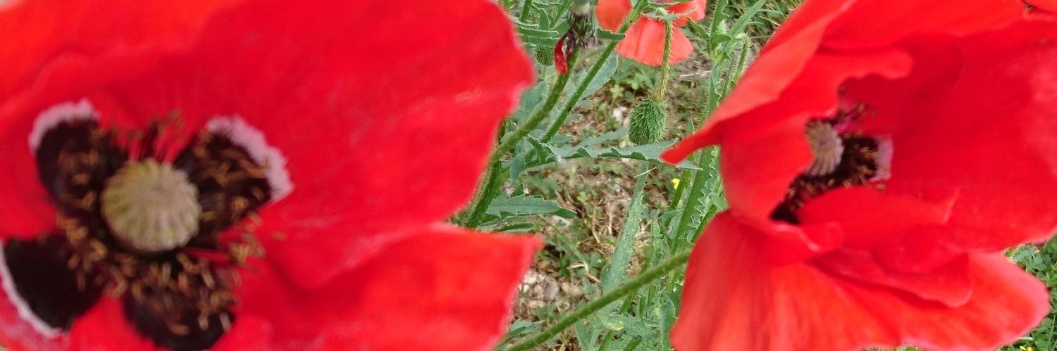 🌿🐝 Реми φ🍒🐢's banner