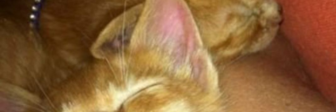 LaPinessafrancy (Mavi Tik ;)'s banner