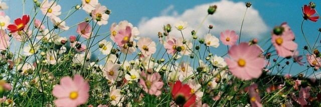 @dinhoaugustto's banner