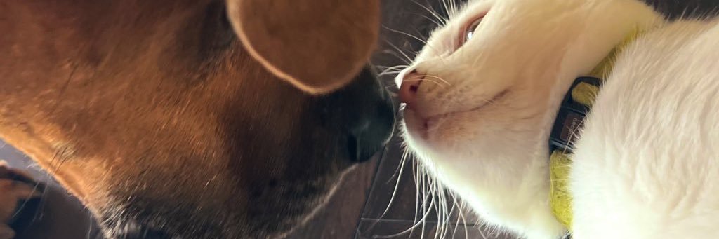 ジョーは犬&猫と共に古民家で暮らしている's banner