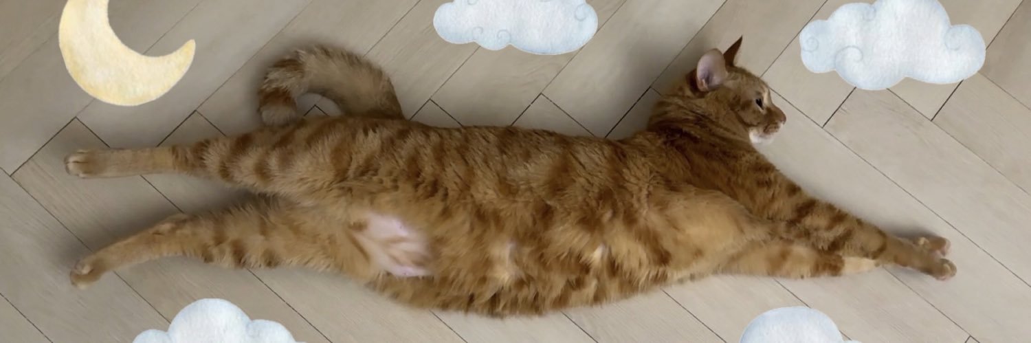 고양이 고도와 트찰라의 가족 찾는 김아람's banner