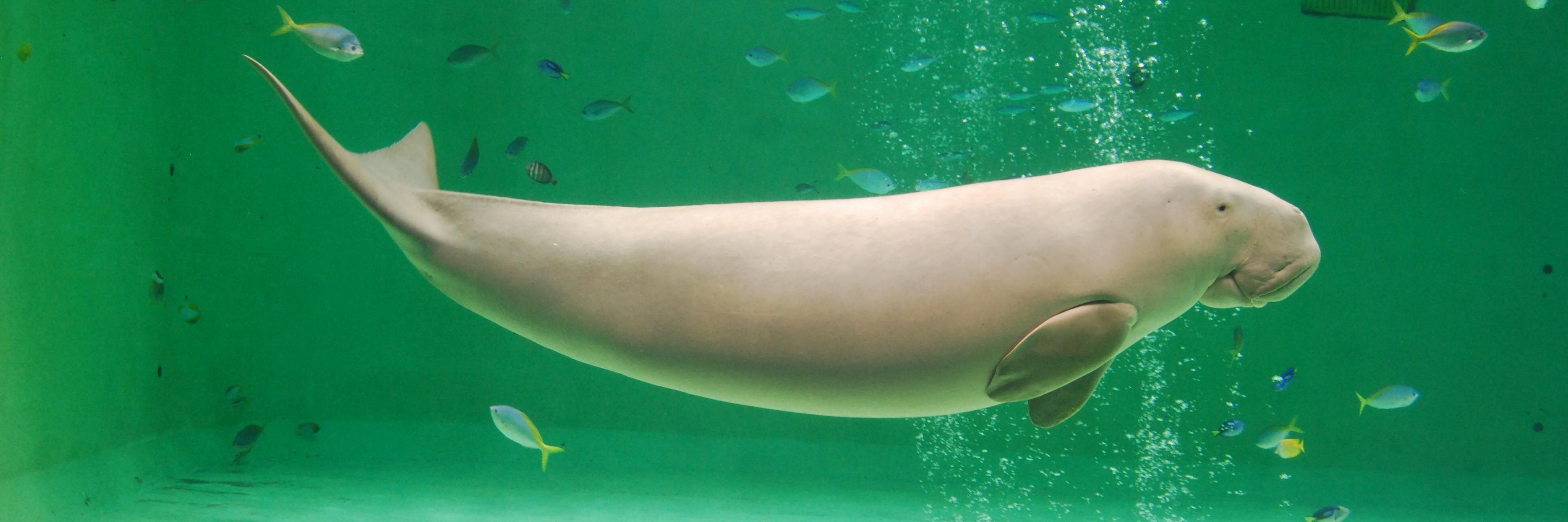 鳥羽水族館（TOBA AQUARIUM）'s banner