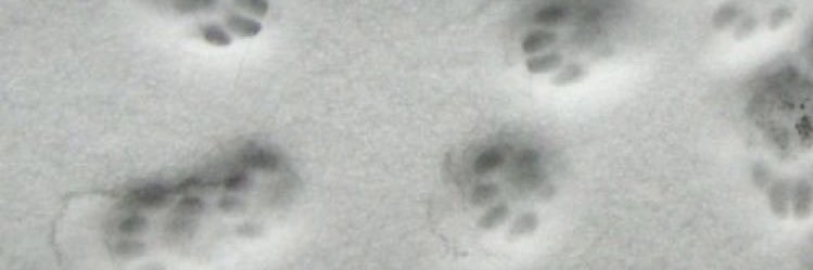🐻‍❄️🍼's banner