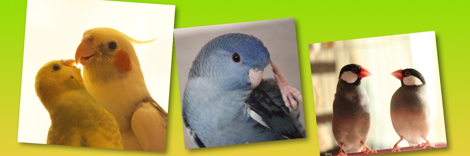 🐦なみママ💙's banner