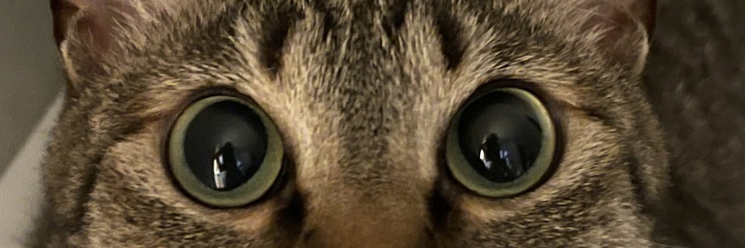 猫整体　キュベレイ's banner