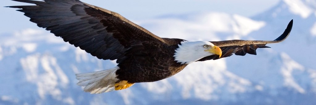 MitchGoat70 🇺🇸's banner